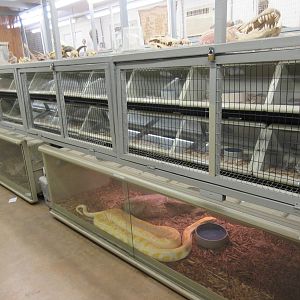 Assorted Snake Terrariums