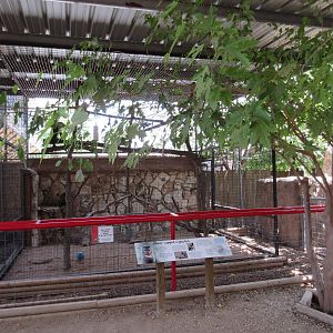 Black-Capped Capuchin Exhibit