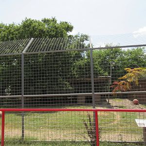 Spotted Hyena Exhibit