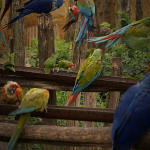 South american aviary