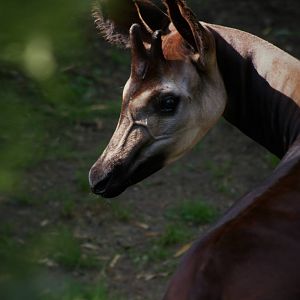 Okapi