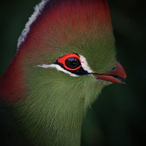 Fischer's turaco