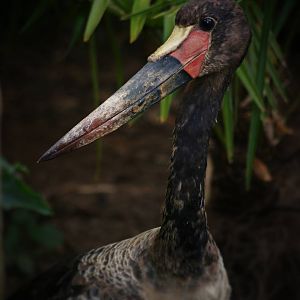 Young Saddle-billed stork