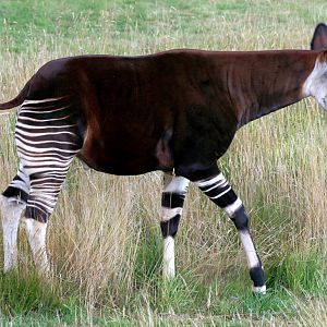 Okapi; Marwell; 1st August 2015