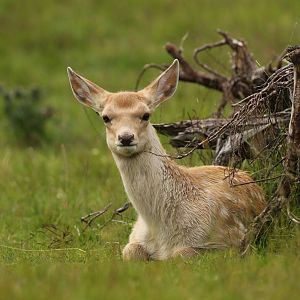 Bukhara Deer Calf