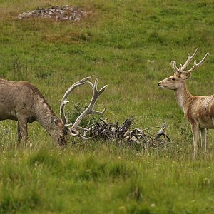 Old Stag Young Stag