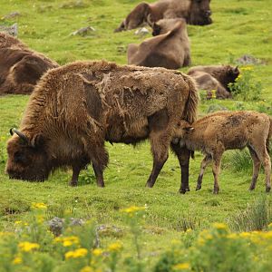 Sneaking A Quick Feed