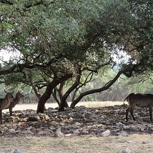 Drive-Through Safari