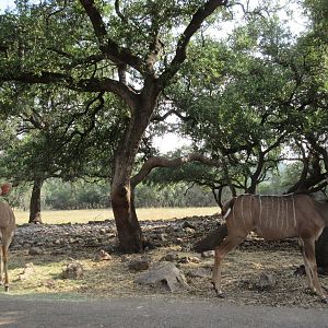Drive-Through Safari
