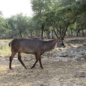 Drive-Through Safari
