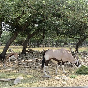 Drive-Through Safari