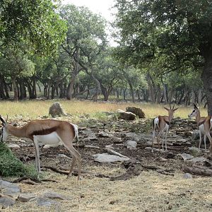 Drive-Through Safari