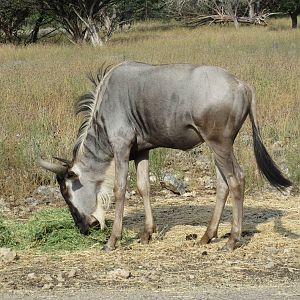 Drive-Through Safari