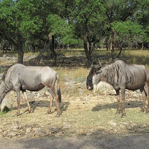 Drive-Through Safari
