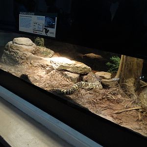 Aug. 2015 - Reptile House - Newly Undivided Beaded Lizard Exhibit
