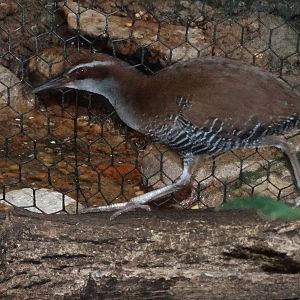 Aug. 2015 - Wings of the World - Australasia - The Ever Unseen Guam Rail