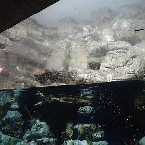 Aug. 2015 - Wings of the World - Arctic Sea Cliffs Exhibit (4 Species)