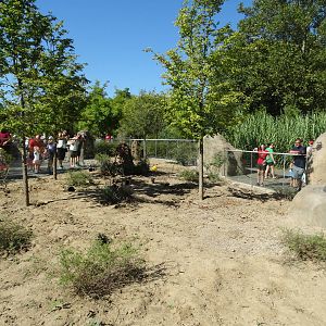 Aug. 2015 - Africa - Meerkat Exhibit (New)