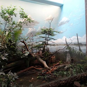 Aug. 2015 - Wings of the World - Nursery for Juvenile Birds (5 Species)