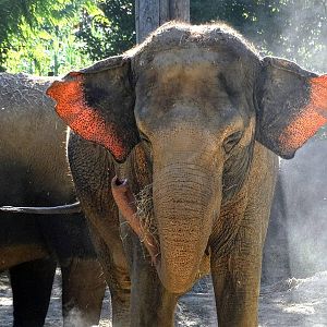 Aug. 2015 - Elephant Reserve - Schottzie