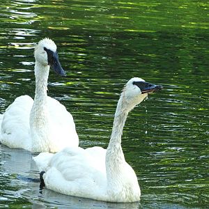 Aug. 2015 - Swan Lake - Trumpeter Swan