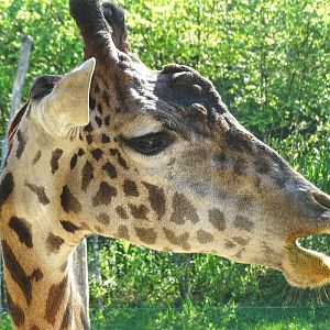 Aug. 2015 - Africa - Giraffe Ridge - Kimba