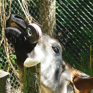 Aug. 2015 - Rhino Reserve - Kiloro and His Tongue