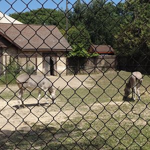Somali Wild Ass and Exhibit