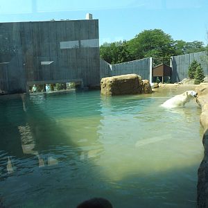 Arctic Passage- Polar Bear Pool