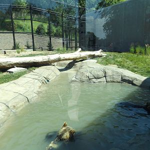 Arctic Passage- Grizzly Bear Pool and Exhibit