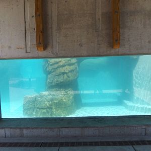 Arctic Passage- Harbor Seal Underwater Viewing
