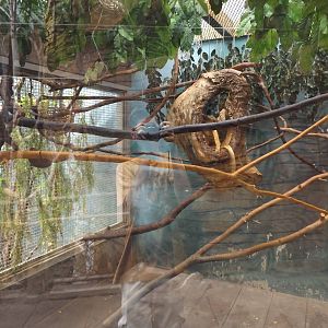 Aviary- Golden Lion Tamarin Exhibit