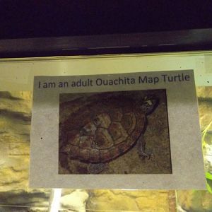 Aquarium and Reptile Center- Ouachita Map Turtle Signage (Poor)
