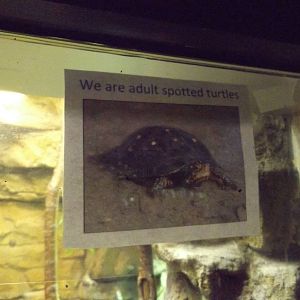 Aquarium and Reptile Center- Spotted Turtle Signage (Poor)