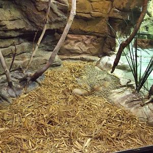 Aquarium and Reptile Center- Spotted Turtle and Ouachita Map Turtle Exhibit