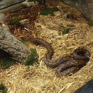 Aquarium and Reptile Center- Brazilian Rainbow Boa (Temporary)