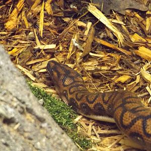 Aquarium and Reptile Center- Brazilian Rainbow Boa (Temporary)