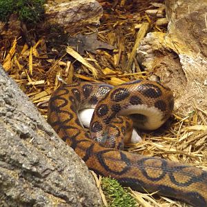 Aquarium and Reptile Center- Brazilian Rainbow Boa, Lunchtime!
