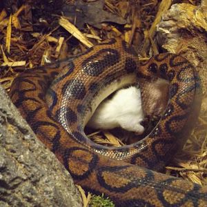 Aquarium and Reptile Center- Brazilian Rainbow Boa, Lunchtime!