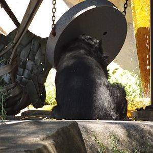Asiatic Black Bear (Actually Outside!)