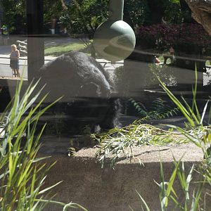 Asiatic Black Bear (Actually Outside!)