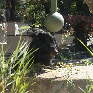 Asiatic Black Bear (Actually Outside!)