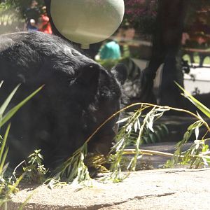 Asiatic Black Bear (Actually Outside!)