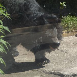 Asiatic Black Bear (Actually Outside!)