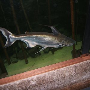 Iridescent Shark Catfish (Pangasius santiwongesi)