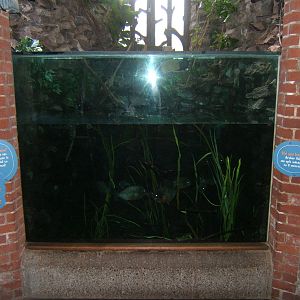 Mangrove tank now home to Red-bellied Piranha