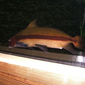 Chinese Sukerfish (Myxocyrpinus asiatic)