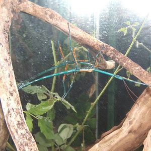 Malagasy Blue Stick Insect (Ahcrioptera fallax)