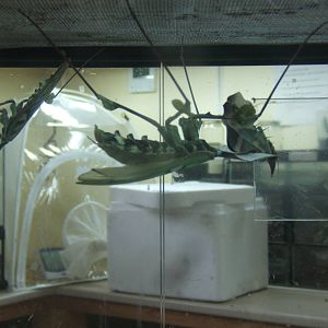 Devil`s Flower Mantis (Idolomantis diabolica)