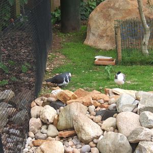 Wonga Pigeon and Masked Plover